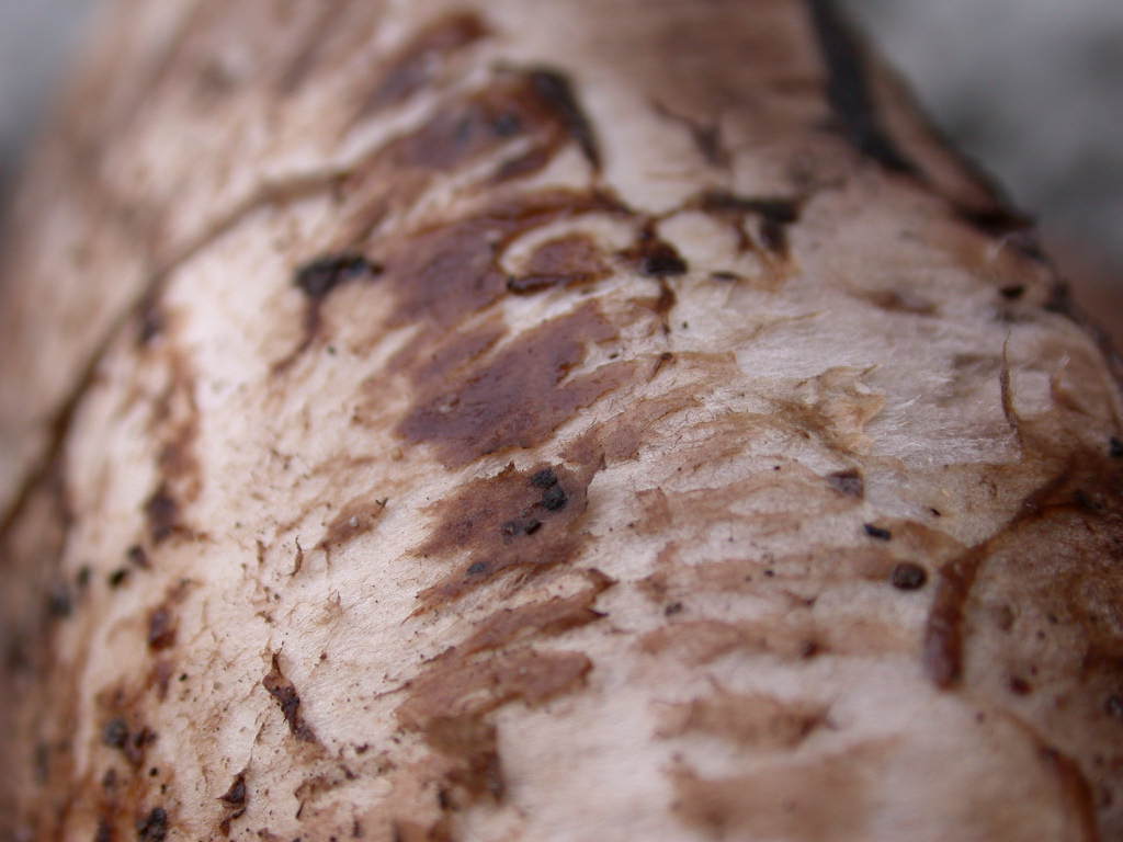 Chi sono .... QUIZ difficile